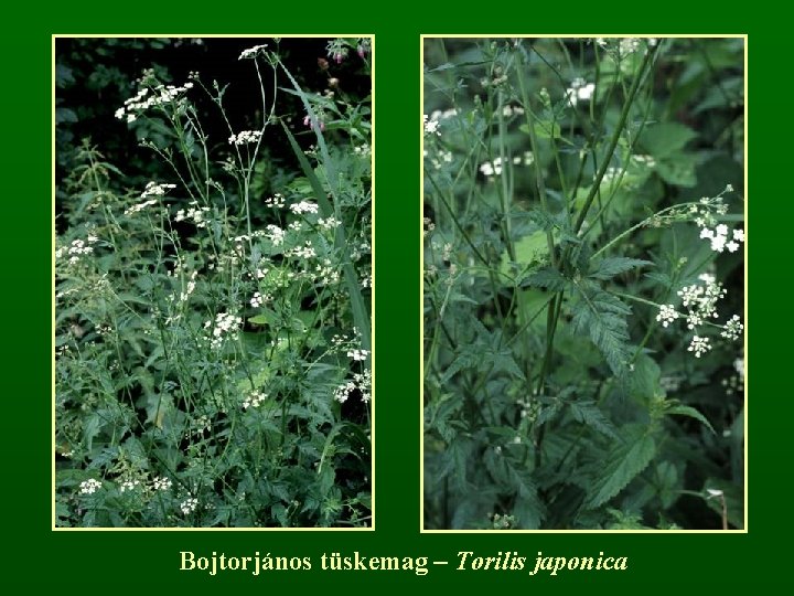 Bojtorjános tüskemag – Torilis japonica 