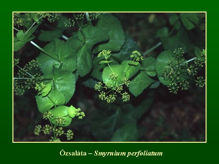 Őzsaláta – Smyrnium perfoliatum 