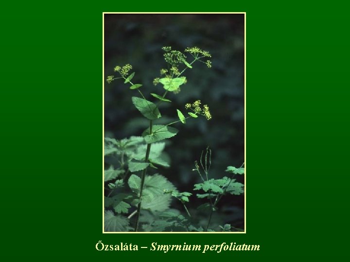 Őzsaláta – Smyrnium perfoliatum 