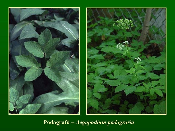 Podagrafű – Aegopodium podagraria 