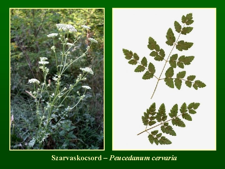 Szarvaskocsord – Peucedanum cervaria 