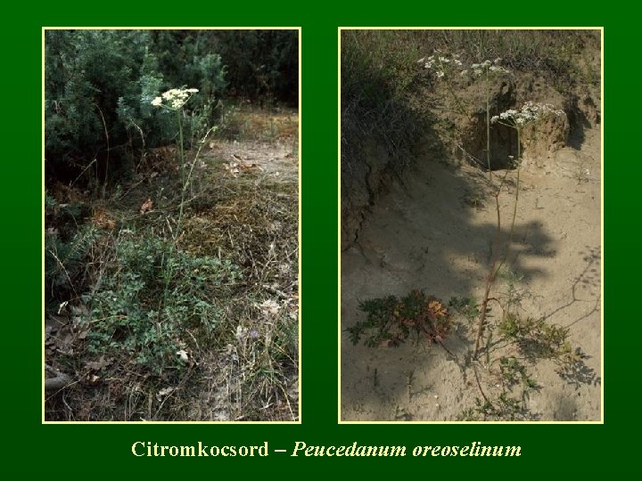 Citromkocsord – Peucedanum oreoselinum 