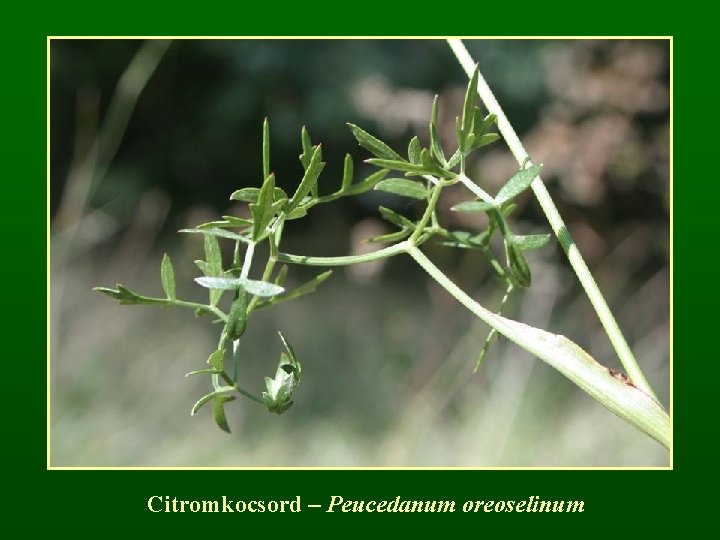 Citromkocsord – Peucedanum oreoselinum 