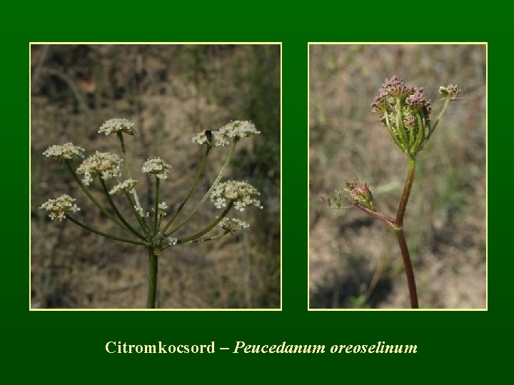 Citromkocsord – Peucedanum oreoselinum 