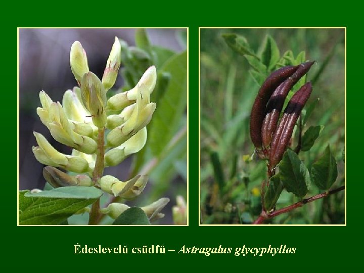 Édeslevelű csüdfű – Astragalus glycyphyllos 