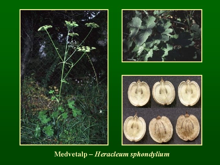 Medvetalp – Heracleum sphondylium 
