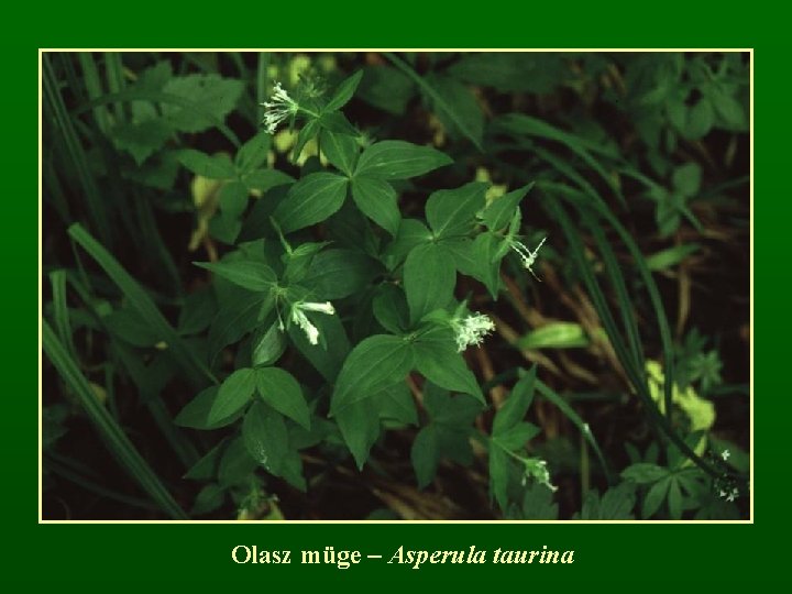 Olasz müge – Asperula taurina 