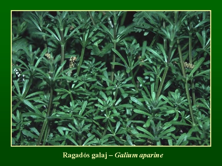 Ragadós galaj – Galium aparine 