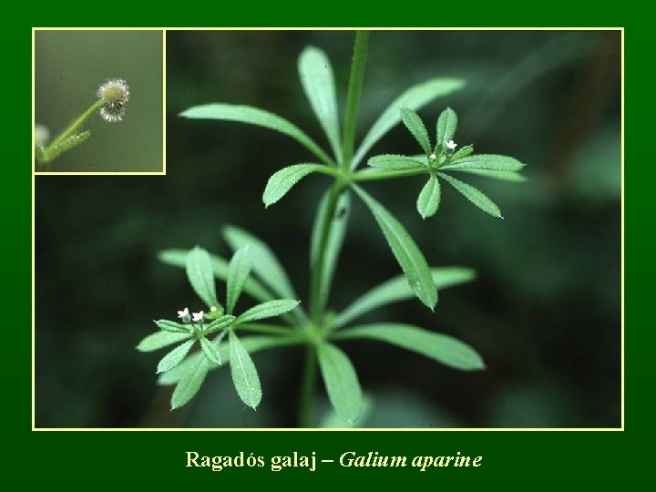 Ragadós galaj – Galium aparine 