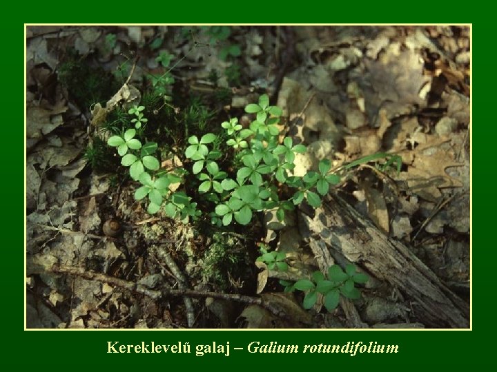 Kereklevelű galaj – Galium rotundifolium 