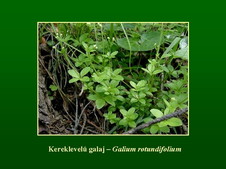 Kereklevelű galaj – Galium rotundifolium 