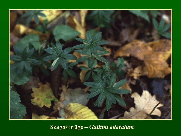 Szagos müge – Galium odoratum 