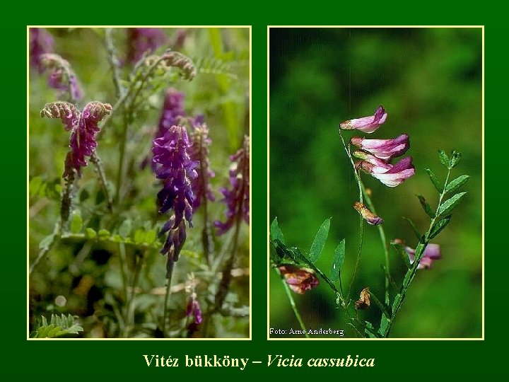 Vitéz bükköny – Vicia cassubica 