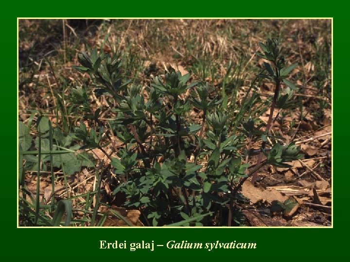 Erdei galaj – Galium sylvaticum 