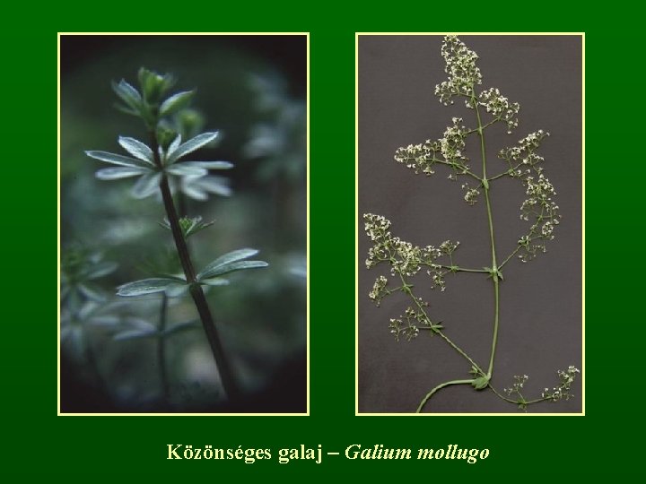 Közönséges galaj – Galium mollugo 