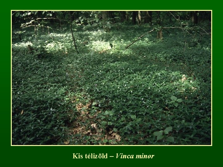 Kis télizöld – Vinca minor 