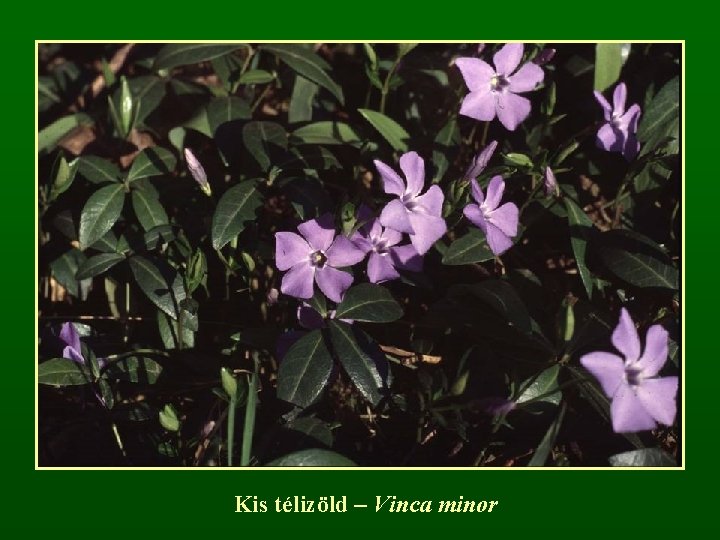 Kis télizöld – Vinca minor 