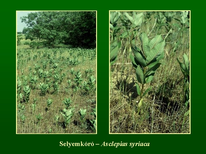 Selyemkóró – Asclepias syriaca 