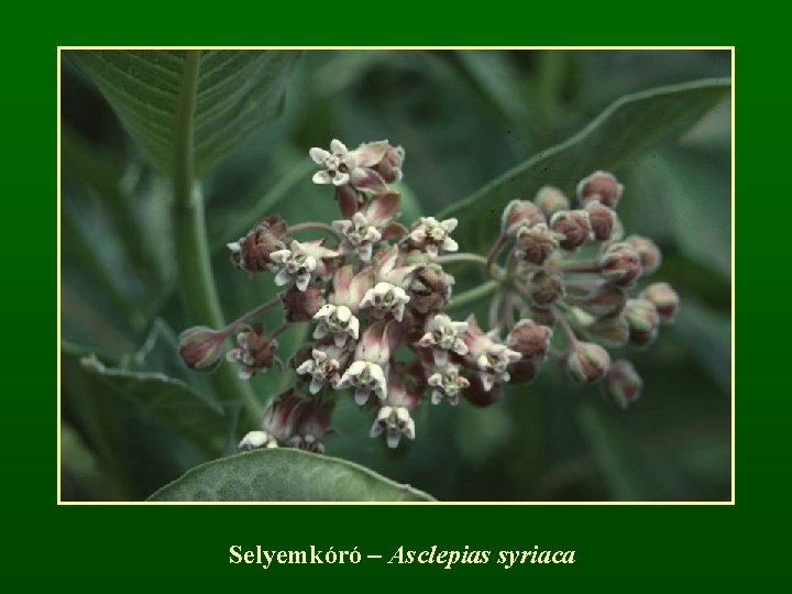 Selyemkóró – Asclepias syriaca 