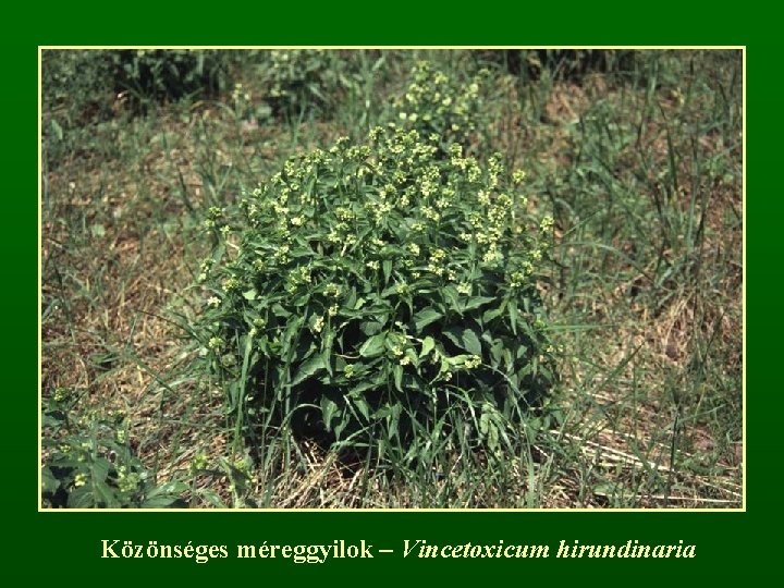 Közönséges méreggyilok – Vincetoxicum hirundinaria 