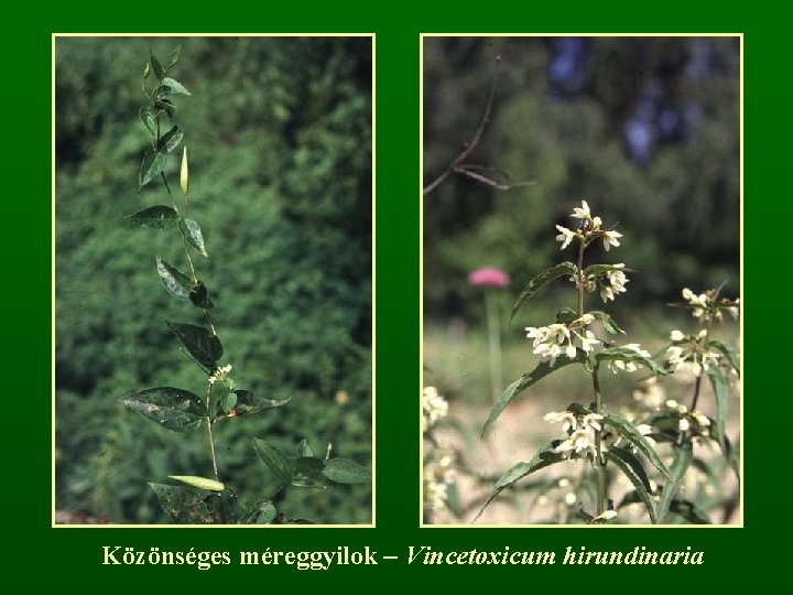 Közönséges méreggyilok – Vincetoxicum hirundinaria 