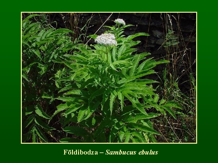 Földibodza – Sambucus ebulus 