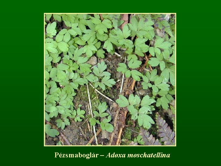 Pézsmaboglár – Adoxa moschatellina 