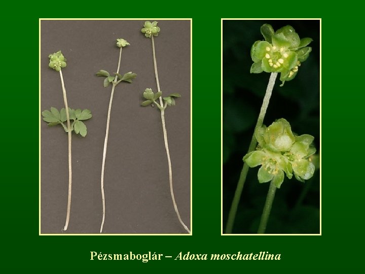 Pézsmaboglár – Adoxa moschatellina 