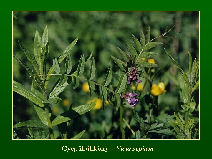 Gyepűbükköny – Vicia sepium 