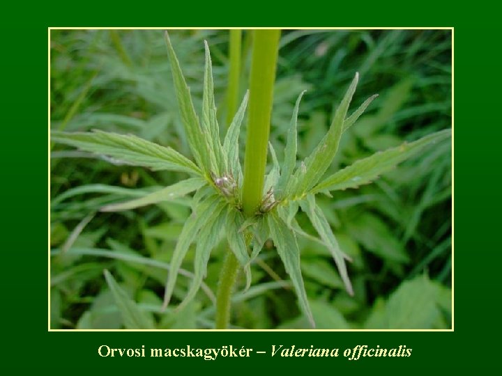 Orvosi macskagyökér – Valeriana officinalis 