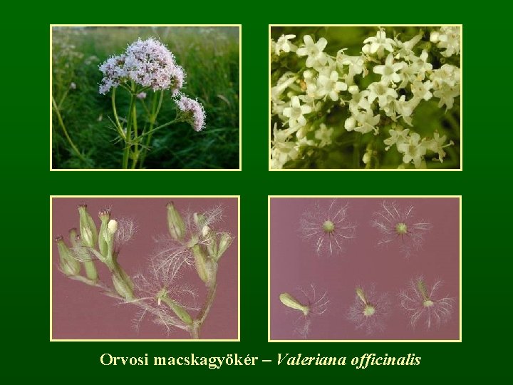 Orvosi macskagyökér – Valeriana officinalis 