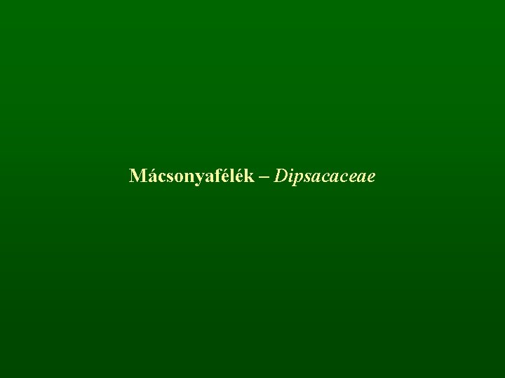 Mácsonyafélék – Dipsacaceae 