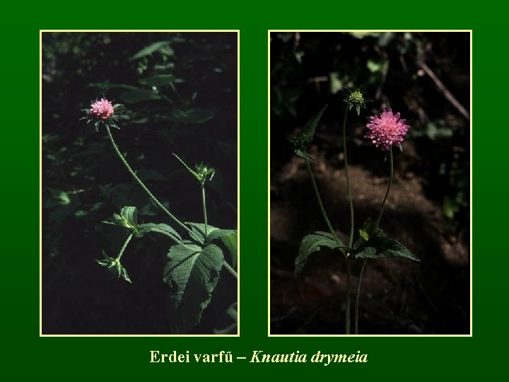 Erdei varfű – Knautia drymeia 