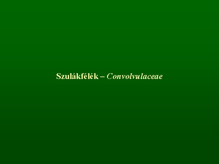 Szulákfélék – Convolvulaceae 