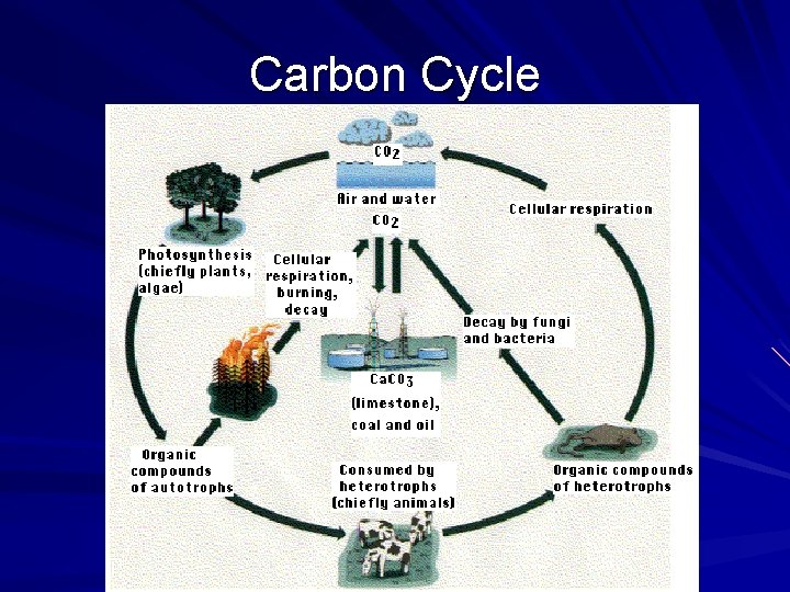 Carbon Cycle 