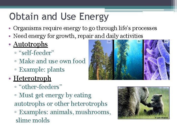 Obtain and Use Energy • Organisms require energy to go through life’s processes •