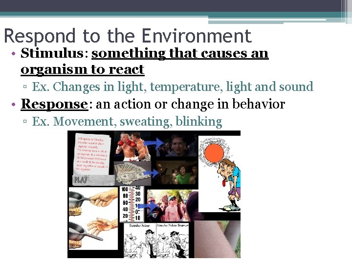 Respond to the Environment • Stimulus: something that causes an organism to react ▫