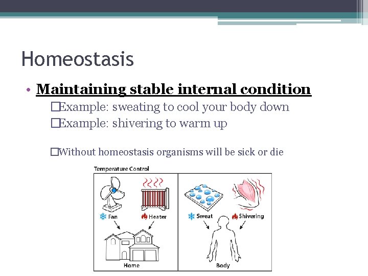 Homeostasis • Maintaining stable internal condition �Example: sweating to cool your body down �Example: