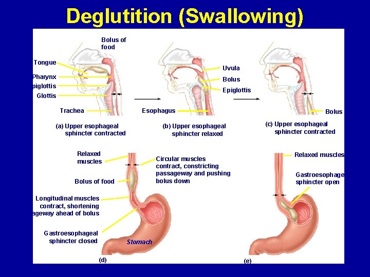 Deglutition (Swallowing) Bolus of food Tongue Uvula Pharynx Bolus Epiglottis Glottis Esophagus Trachea (a)