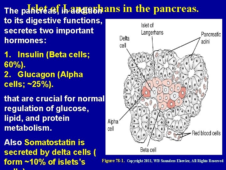 Islet of Langerhans The pancreas, in addition to its digestive functions, secretes two important