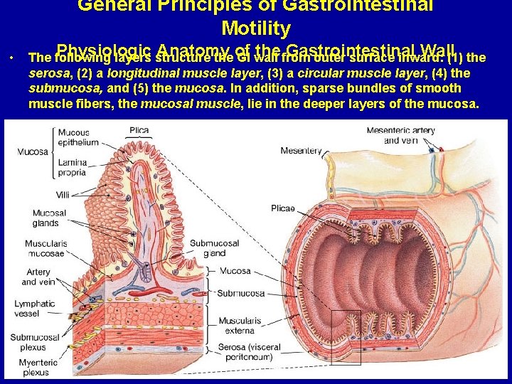 General Principles of Gastrointestinal Motility • Physiologic Anatomy of the Gastrointestinal Wall The following