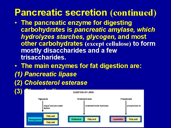 Pancreatic secretion (continued) • The pancreatic enzyme for digesting carbohydrates is pancreatic amylase, which