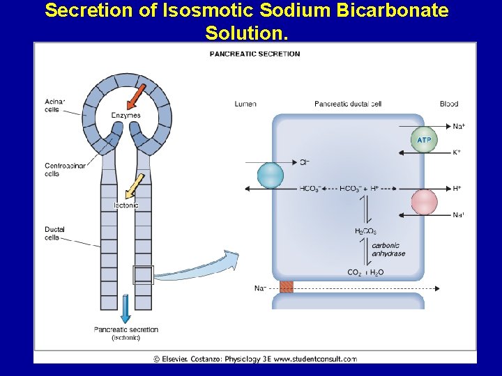 Secretion of Isosmotic Sodium Bicarbonate Solution. 