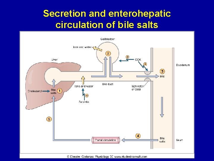 Secretion and enterohepatic circulation of bile salts 