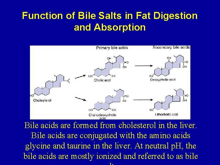 Function of Bile Salts in Fat Digestion and Absorption Bile acids are formed from