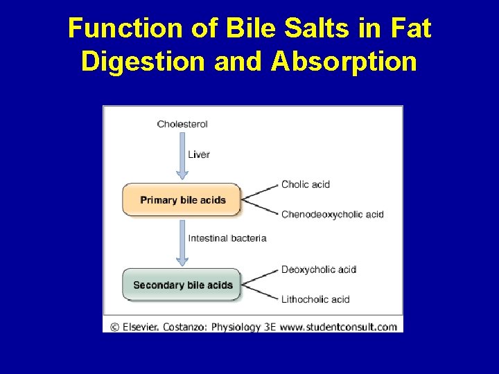 Function of Bile Salts in Fat Digestion and Absorption 