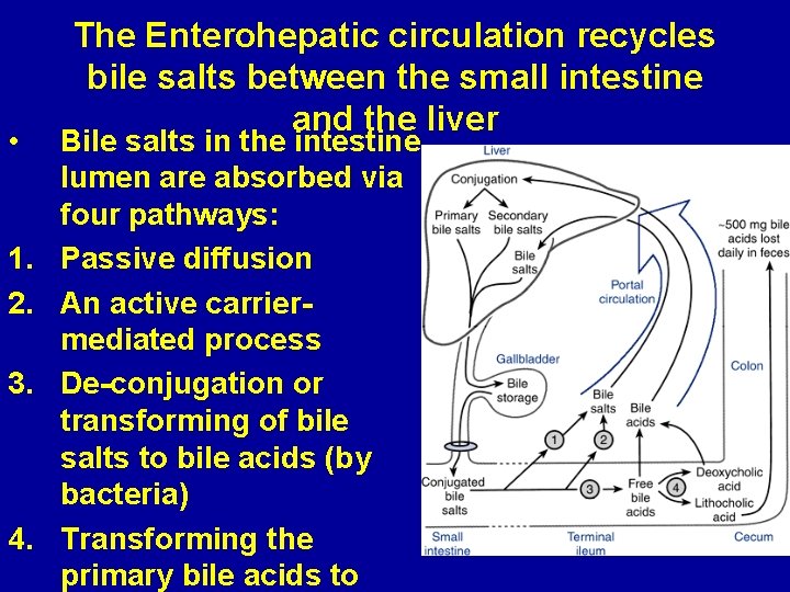  • 1. 2. 3. 4. The Enterohepatic circulation recycles bile salts between the