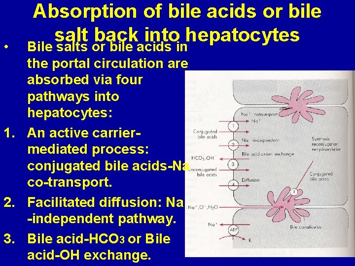  • Absorption of bile acids or bile salt back into hepatocytes Bile salts