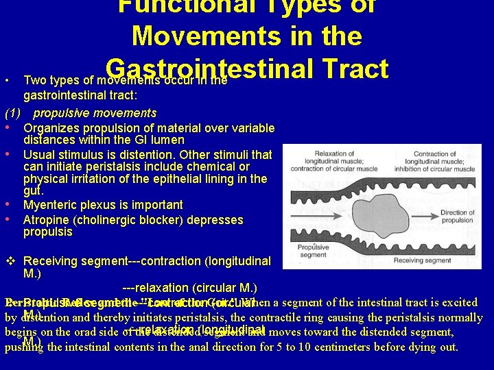  • Functional Types of Movements in the Gastrointestinal Tract Two types of movements