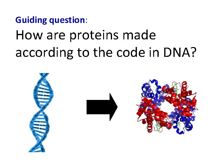 Guiding question: How are proteins made according to the code in DNA? 